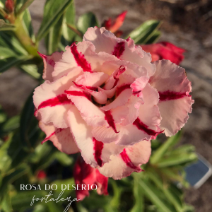 Baby- Rosa do Deserto Princess Athea