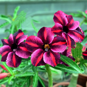 Baby - Rosa do Deserto ZIYI