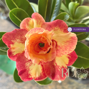 Baby - Rosa do Deserto Colorfull