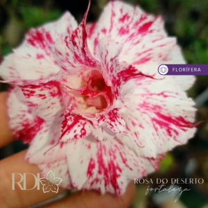 Baby - Rosa do Deserto Bella (EV111)