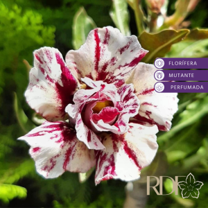 Baby - Rosa do Deserto Maiza