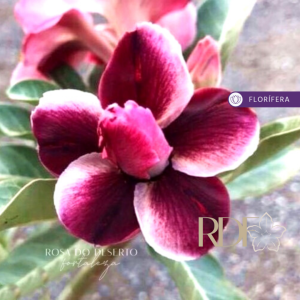 Baby - Rosa do Deserto Oriental Story