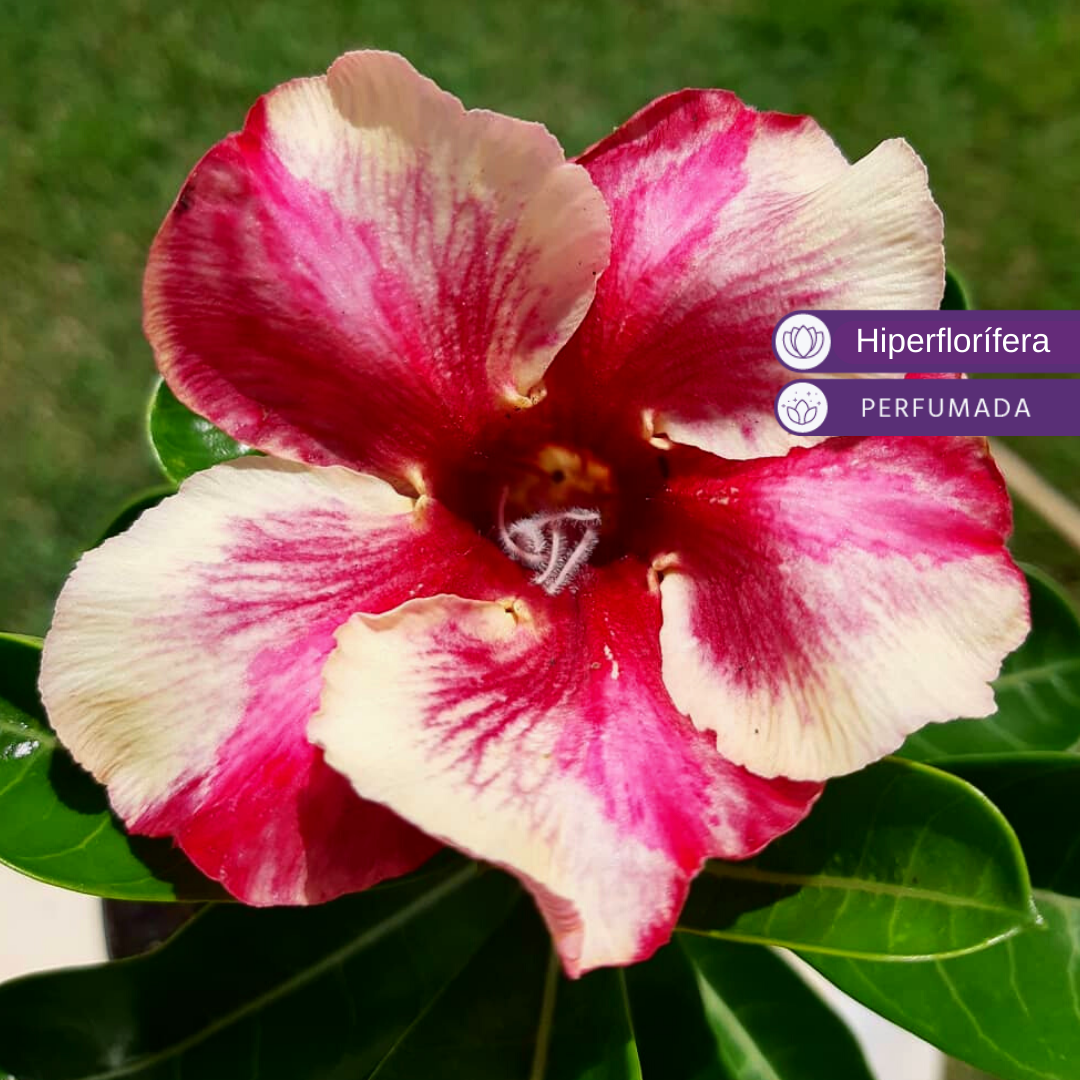 Baby - Rosa do Deserto Sultão