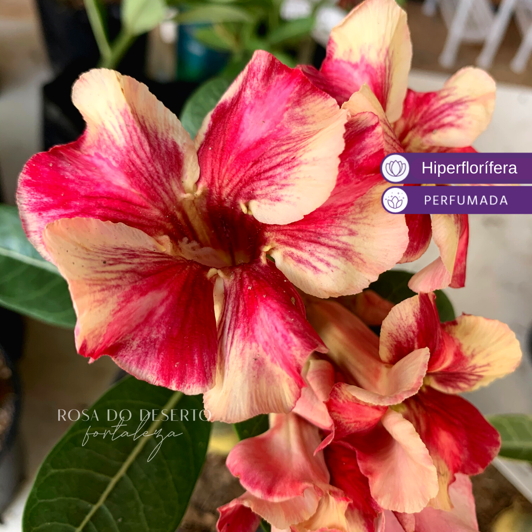 Baby - Rosa do Deserto Sultão - Imagem 2