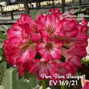 Baby - Rosa do Deserto Pompom buquê(EV169)