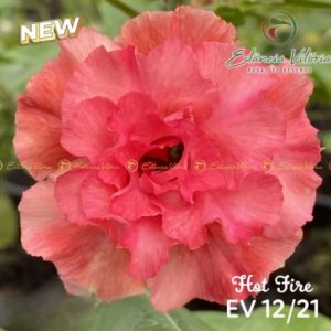 Baby - Rosa do Deserto Hot Fire - EV12