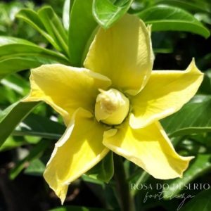 Baby - Rosa do Deserto Emilia