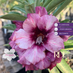 Baby - Rosa do Deserto Grape Ice