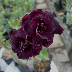 Baby - Rosa do Deserto Black bearl (RC539)