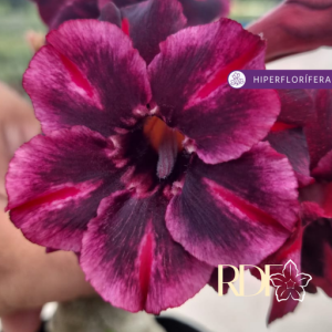 Baby - Rosa do Deserto Black Shadu