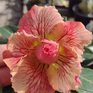 Baby - Rosa do Deserto Celis