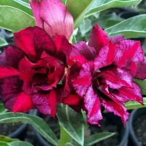 Baby - Rosa Do Deserto Wonder Woman