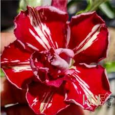 Baby - Rosa do Deserto Canadian Flash