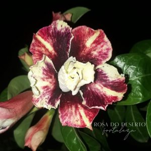 Baby - Rosa Do Deserto Juhlly