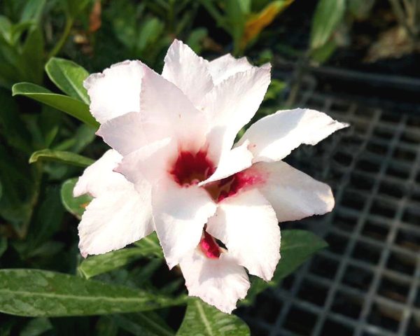 Baby - Rosa do Deserto A Thousand Years