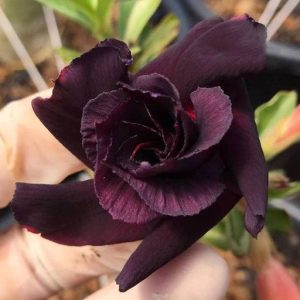 Baby - Rosa do Deserto Morticia