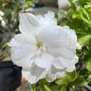 Baby - Rosa do Deserto Floco de Neve