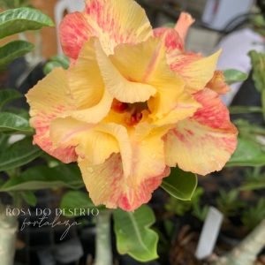 Baby - Rosa do Deserto Eternal Summer