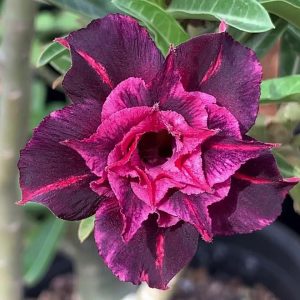 Baby - Rosa do Deserto Black Jack