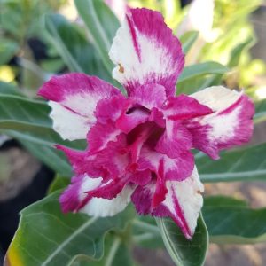 Baby - Rosa do Deserto Gurandam