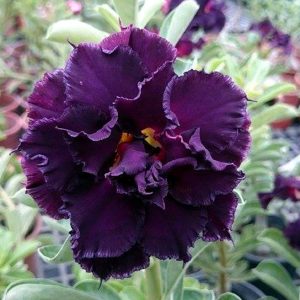 Baby - Rosa do Deserto Black Widow