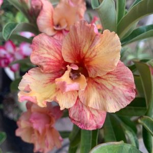 Baby - Rosa do Deserto Orange Lover