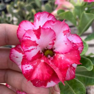 Baby - Rosa do Deserto Hallucinations