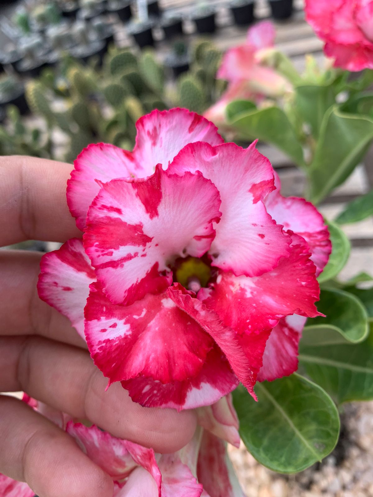 Baby - Rosa do Deserto Hallucinations