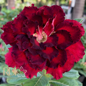 Baby - Rosa do Deserto Guará Pitanga