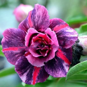 Baby - Rosa do Deserto The Secret Of Victória