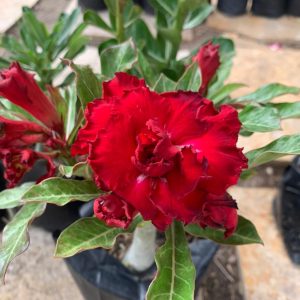 Baby - Rosa do Deserto Etna