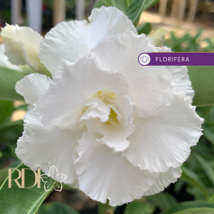 Baby - Rosa do Deserto Branca Dobrada