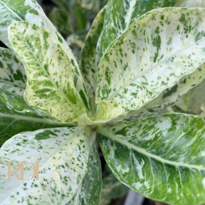 Baby - Rosa do Deserto Polarys