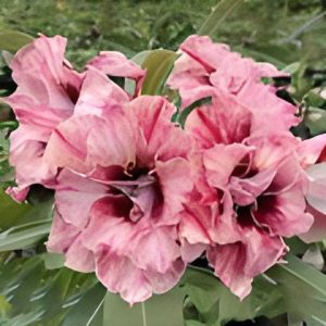 Baby - Rosa do Deserto EV 114