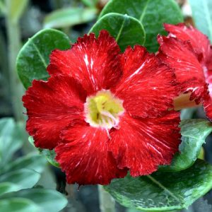 Baby - Rosa do Deserto Sparkling Lava