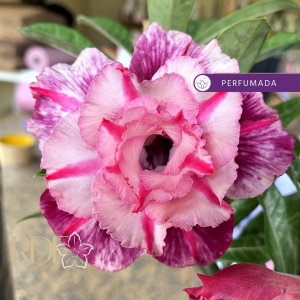 Baby - Rosa do Deserto Veneza