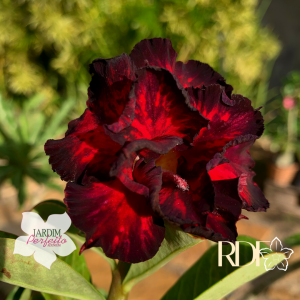 Baby - Rosa do Deserto Flame Runner