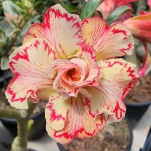 Baby - Rosa do Deserto Miss Rondônia