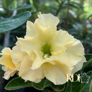 Baby - Rosa do Deserto A3