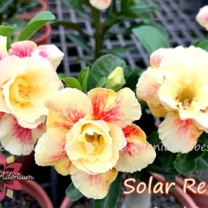 Baby - Rosa do Deserto Solar Reef