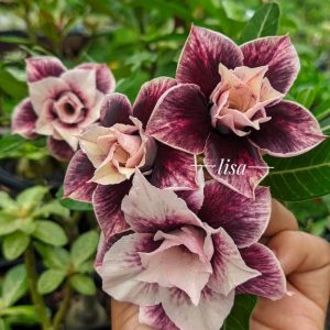 Baby - Rosa do Deserto Isis