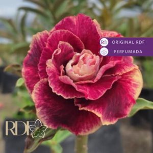 Baby - Rosa Do Deserto Chocolate Cake