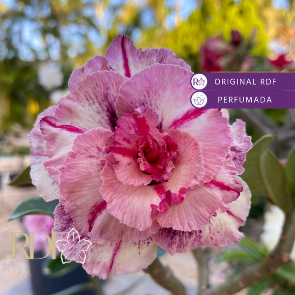 Baby - Rosa do Deserto Maria Flor
