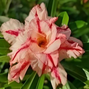 Baby - Rosa do Deserto Rondomiss