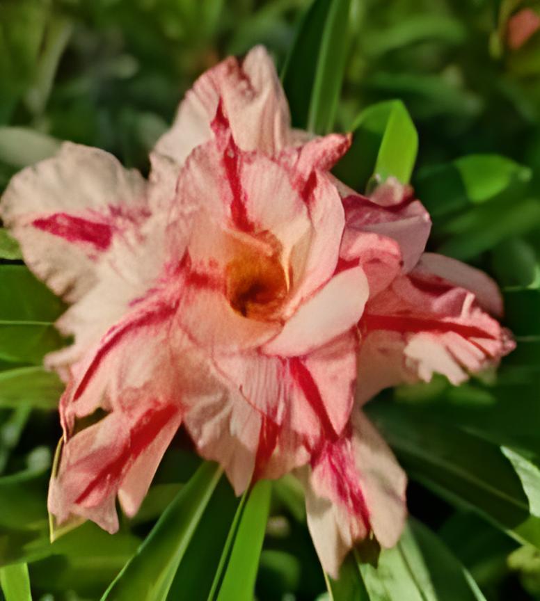 Baby - Rosa do Deserto Rondomiss