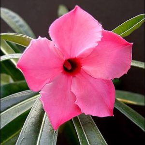 Baby - Rosa do Deserto Ploc 4