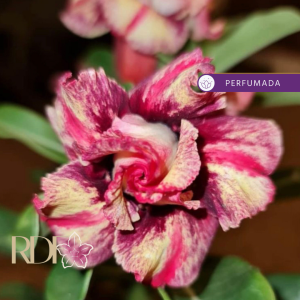 Baby - Rosa do Deserto Chocolate Ice Cream