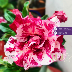 Baby - Rosa Do Deserto Blood Flower