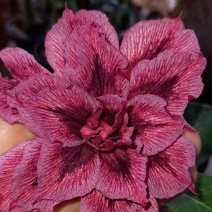 Baby - Rosa do Deserto Charmosa