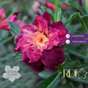 Baby - Rosa Do Deserto La Pallete